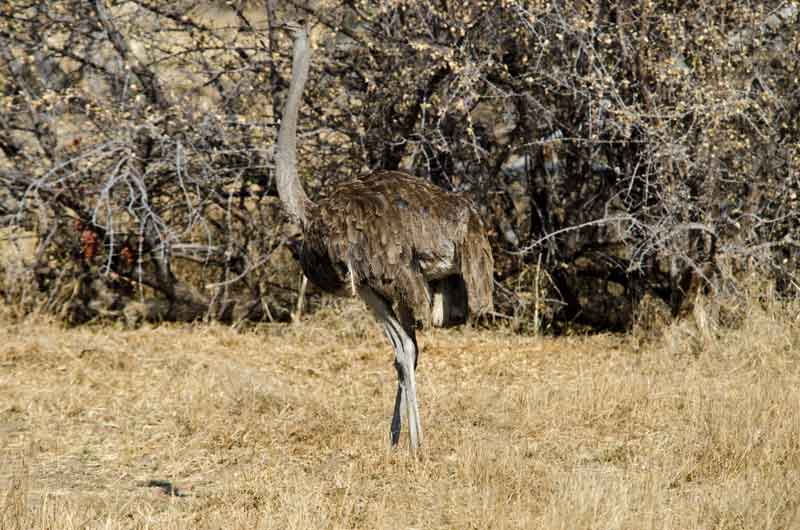 256 - Namibia - avestruz - reserva de animales Mahango